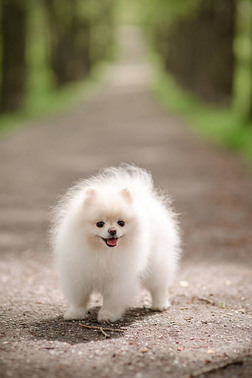 户外可爱的小白狗.