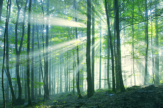 Beautiful sunny morning forest