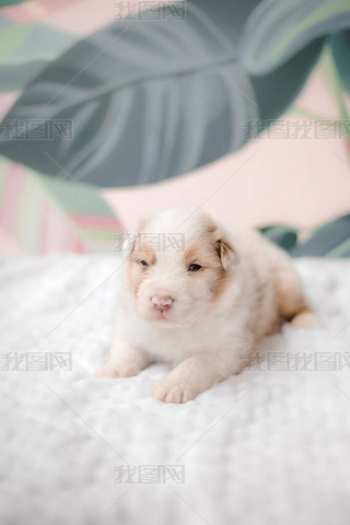 Funny cute puppy on white bed. Australian shepherd puppy. Newborn puppy. 