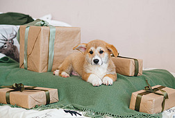 科吉小狗躺在礼品盒旁的照片，等待着假期的到来。舒适的气氛.