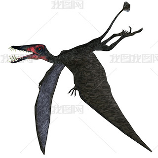 dorygnathus ڰɫ