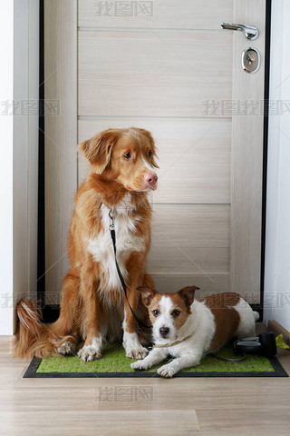 ֻſڵɢ˹ʡDuck Tolling RetrieverJack Russell Terrier. 