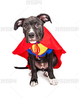 Superhero puppy dog wearing vest