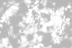 照片的叠加效果.白墙上樱桃树枝条绽放的灰色阴影。设计演示的抽象中立概念背景