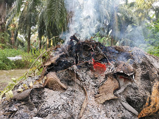 tree trunk burning up in oke 