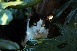 树丛中的黑白猫咪动物照片