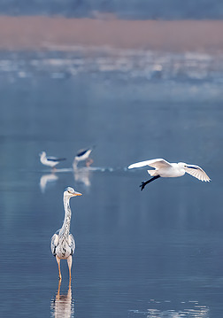 秋季灰鹭凝望白鹭飞翔实拍摄影图