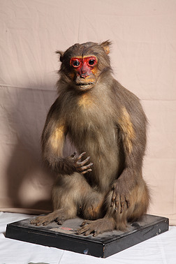 猴子标本5991
