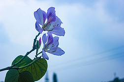 蓝色天空绿叶花卉紫色花瓣自然风景图