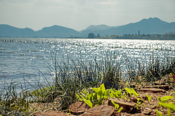 春日波光粼粼的湖边草丛摄影照片