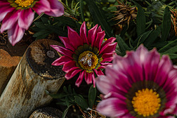 春天里的非洲菊蜜蜂采蜜照片