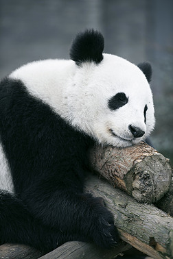 可爱黑白大熊猫近距离特写写真