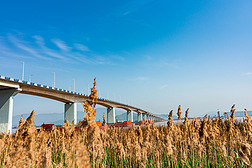 台州椒江大桥一桥与芦苇荡风景秀丽