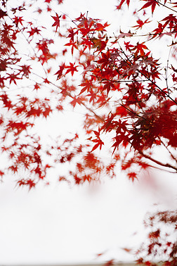 秋天红叶枫叶特写写真