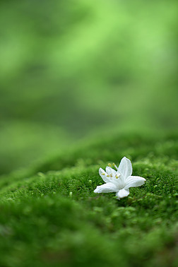 植物白花摄影图|绿色苔藓白花