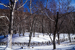 冬日树林山林雪景