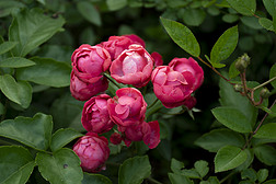 粉红色蔷薇花花瓣清新摄影图