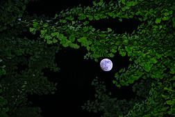 月色月光自然风景