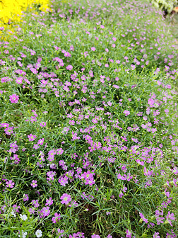 夏日高清绿色植物粉紫色小花摄影图