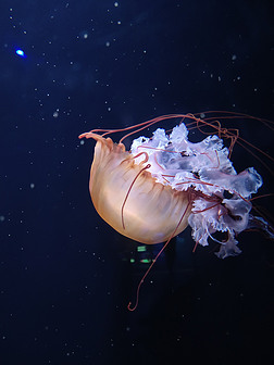 太平洋海刺水母摄影图