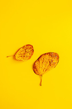 秋季黄色叶子上的露珠露水背景素材