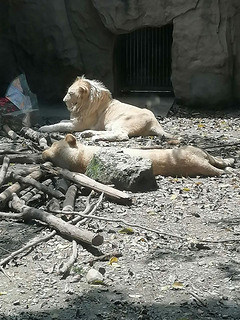 动物园狮子摄影