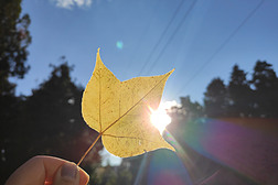 秋天里的黄色叶子实拍照片