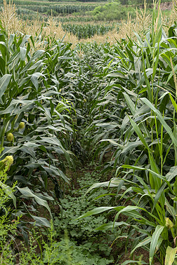 现代舞美图摄影图|玉米地美图