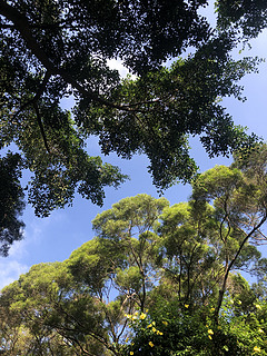 树绿色树木蓝天白云公园休闲风夏季阳光
