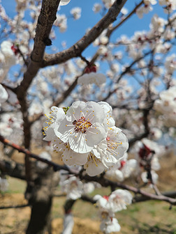 春天桃花盛开摄影图