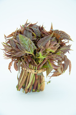 蔬菜科技园摄影图|高档保健野生木本蔬菜——香椿