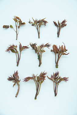 高档保健野生木本蔬菜——香椿