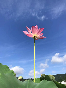 蓝天白云晴空红色荷花风景