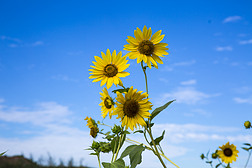秋季藍天植物黃色花朵鮮花向日葵攝影圖