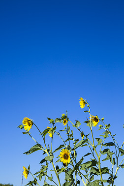 秋季藍天植物黃色花朵鮮花向日葵攝影圖