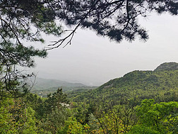 绿色清新森林山峰自然风景照片