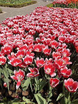红色郁金香公园花卉展览春天景色自然风光