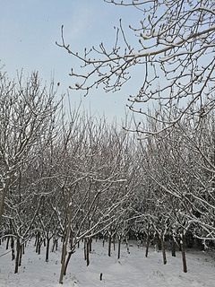 雪景4