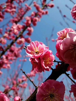 盛开中的桃花绽放自然素材背景图
