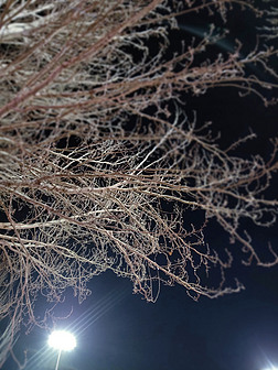 实拍冬天冬夜路灯下干枯树枝枯枝萧瑟