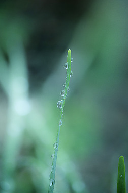 青草上一串唯美的水珠微距高清摄影图