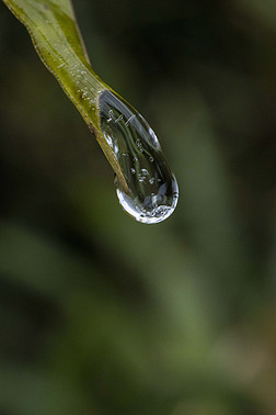 竹叶上的冰滴冬天结冰的水滴微距摄影图