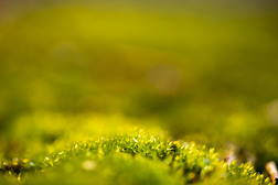 暖黄绿色苔藓草色海报背景素材元素
