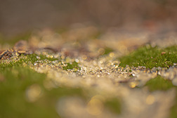 苔藓与雪粒微距虚化海报背景素材暖色冬天素材
