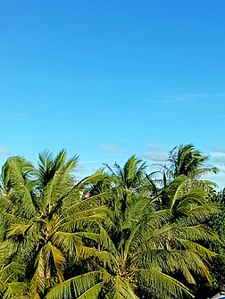 蓝天椰树风光高清图片素材