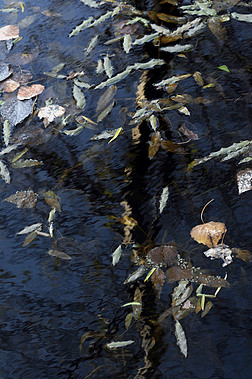 高清自然风光秋季蓝色水面落叶摄影图