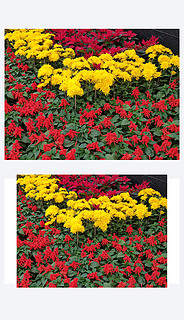 红花黄花鲜花摄影图