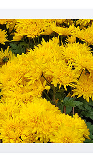 黄色鲜花摄影图