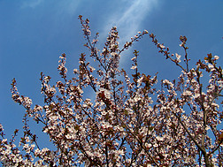 蓝天白云下的梨花林