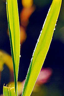 高清画质原创旅行自然风光山野田间两叶草v字形